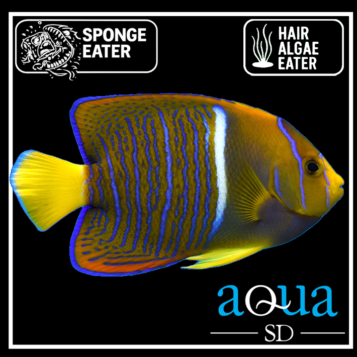 Fish - Angels - Aqua SD